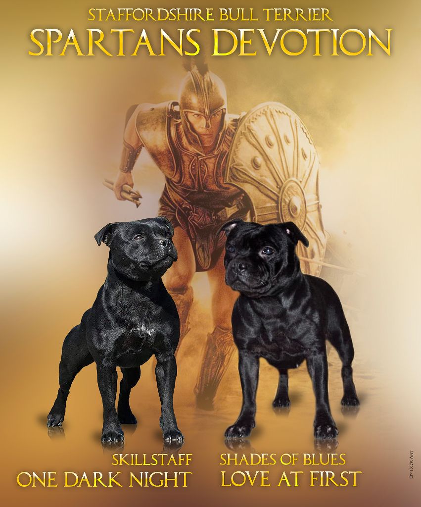chiot Staffordshire Bull Terrier Spartans Devotion