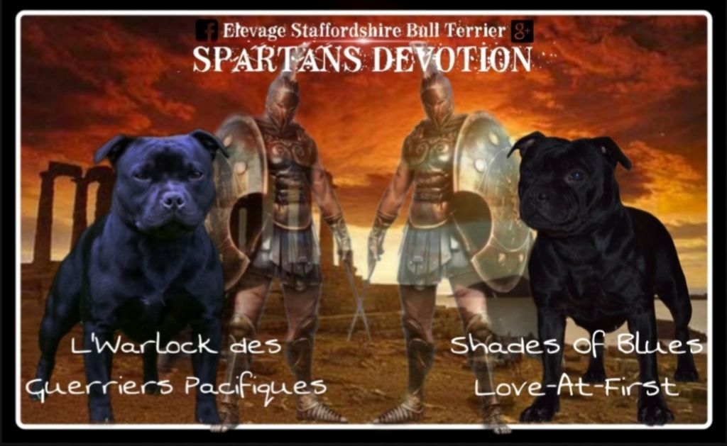 chiot Staffordshire Bull Terrier Spartans Devotion