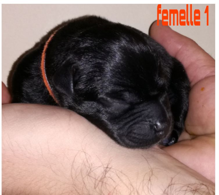 Spartans Devotion...................... (femelle 1:collier orange)