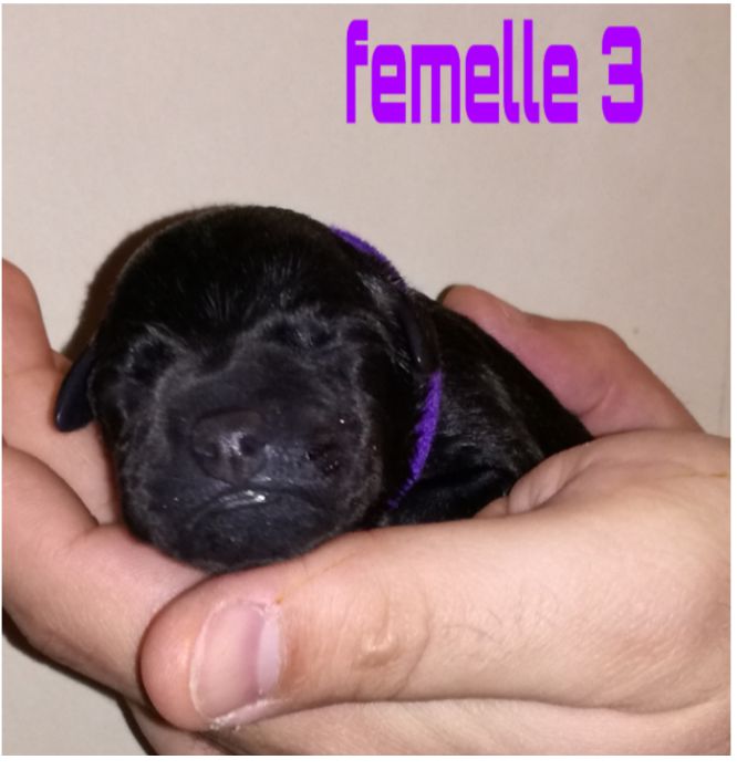 Spartans Devotion Purple Reign (femelle collier violet).